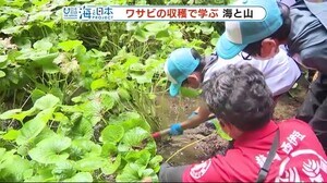 「山の水がきれいでないと」ワサビ田で海とのつながり学ぶ 静岡・西伊豆町
