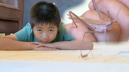 幸せを呼ぶ!?「ピンク色のバッタ」発見　小2男児が公園で…専門家「とても珍しい」【長野発】