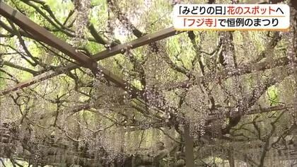 強風に揺れる“六尺フジ”　荒れた天気の連休でも大山町の住雲寺で花と琴の音色楽しむ（鳥取）