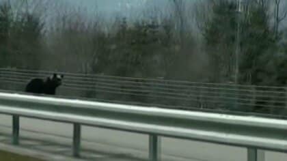 【クマ冬眠明け】各地で目撃 高速道路を横断＆列車と並走…人里に寄せつけないごみ箱を設置＿出没傾向に異変も＿ハンターが驚き「全く足跡が見つからない」一体何が起きているのか〈北海道〉