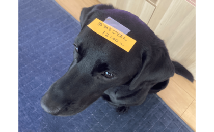 在宅勤務の夫への連絡システム“伝令ドッグ”が話題!  頭にメモ「成功率は60％」