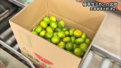 「糖度が上がり、おいしいミカンに」極早生ミカンの出荷　天草郡苓北町で始まる【熊本】