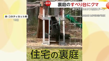 「信じられない！滑ってるよ！」好奇心旺盛な若いクマがすべり台から“ツルッー”地面に“ドーン”…思わぬ事態にびっくり顔　アメリカ