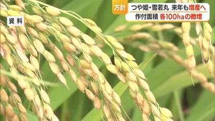 つや姫・雪若丸ともに2027年もわずかながら増産へ　コメ価格下落の市場状況踏まえた方針　山形
