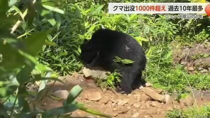 【富山の1年】「クマ大量出没」 過去最多に高まる住民の不安　「再来年また大量出没」専門家【動画あり】