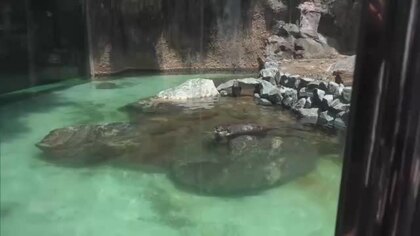 猛暑に負けるな！のいち動物園の動物たちに氷のプレゼント