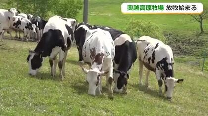 新鮮な牧草と適度な運動で丈夫で健康に　奥越高原牧場で乳牛の放牧始まる　土日・祝日はえさやり体験も　9月中旬まで　福井