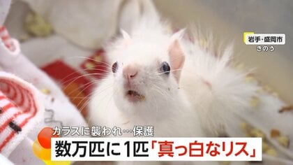 【希少】数万匹に1匹“真っ白なリス”　色素が欠けた「アルビノ」の固体か　カラスに襲われ保護　岩手・盛岡市