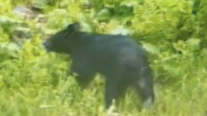 テントで休んでいたら…クマが覆いかぶさってきた　その後、わなに一頭かかり遠くの山に放す　テント場の利用を再開