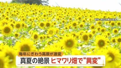 「真夏の絶景」ヒマワリ180万本が“全滅”　畑を食い荒らすシカにクマも出没　恒例の祭りは開催危機　福島・郡山布引風の高原