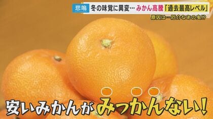 「安いみかんが、みっかんない」去年より約3割上がる価格高騰　天候の他に「カメムシ」で被害拡大「果汁吸われた実は落下する」