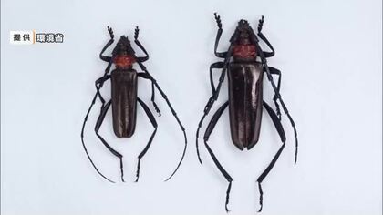 特定外来生物「クビアカツヤカミキリ」県内で初確認　岡山後楽園園内などのサクラから幼虫のフン【岡山】