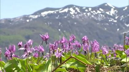 田植え準備始まった棚田で春の花“カタクリ”が見頃に！「ここに来ないと見られない」“1万本に1本”珍しい白い花も 新潟・三条市