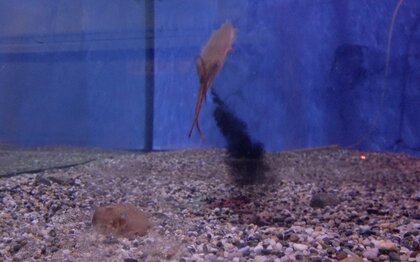 “イカ墨”をメスへの求愛に使っている!?エゾハリイカを観察して判明…どんな効果があるのか研究者に聞いた