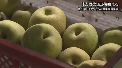 氷川町で特産の『吉野梨』出荷始まる【熊本】