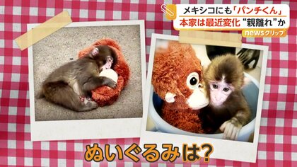 メキシコにもいた“ぬいぐるみ抱く子猿” 名前は「ユウジ」 千葉の“本家