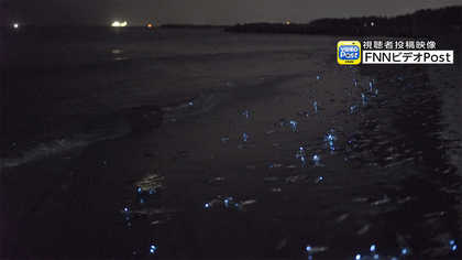 富山県の浜辺で ホタルイカの身投げ 青白く発光の理由は 残像を残し
