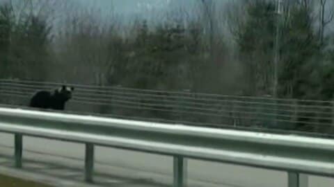 【クマ冬眠明け】各地で目撃 高速道路を横断＆列車と並走…人里に寄せつけないごみ箱を設置＿出没傾向に異変も＿ハンターが驚き「全く足跡が見つからない」一体何が起きているのか〈北海道〉