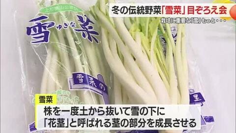 冬の伝統野菜「雪菜」・出来栄え評価する 目ぞろえ会【山形・米沢市】