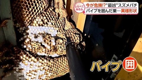 長雨で異変！危険“殺人バチ”が住宅街に!?【しらべてみたら】