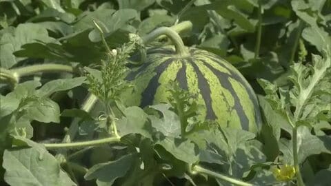 「スイカ泥棒許さない！」鳥取県内最大の産地で被害防止パトロール隊結成　盗難被害ゼロめざす