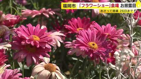 春の花咲き乱れる「フクオカフラワーショー2026」　 世界水準のガーデンコンテストも　福岡市植物園で3月22日～26日