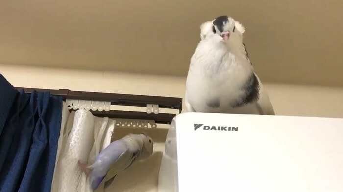 エアコンの上で(提供:ららこさん)