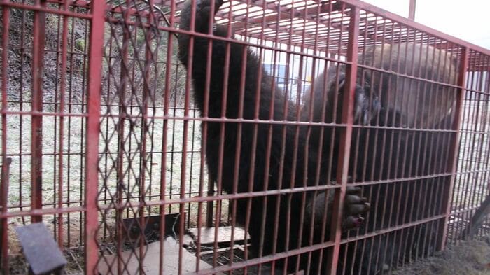 体長1.9メートル、体重380キロの巨大グマ（提供：苫前町猟友会 林豊行会長）