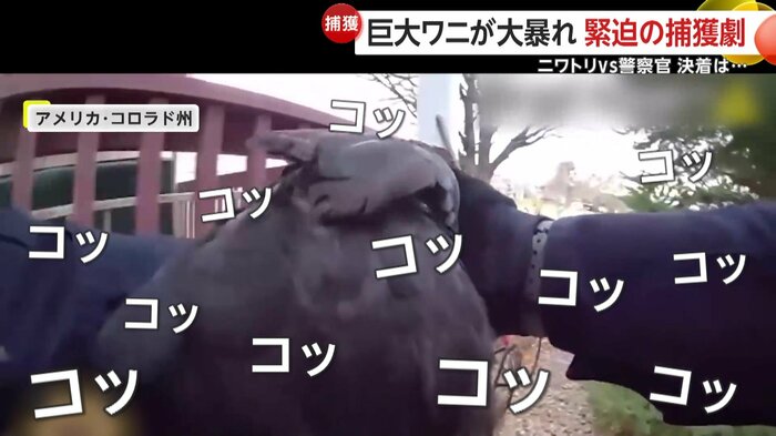 大人しく捕獲されたニワトリ（Douglas County Sheriff’s Office）