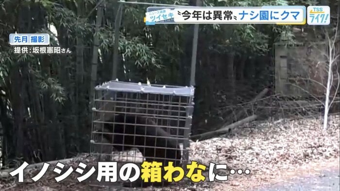 イノシシ用の箱わなから脱出しようとするクマ