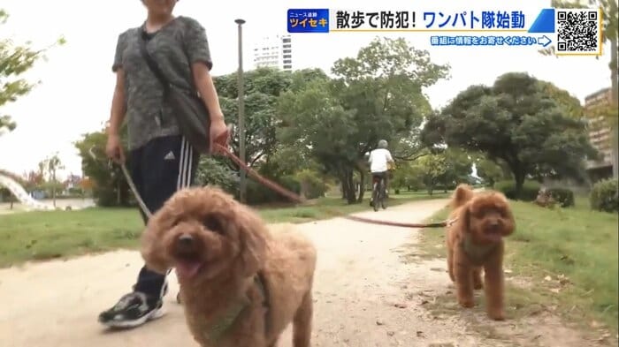 2匹は散歩しながら見守り活動中