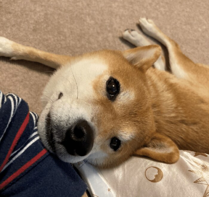 甘え上手なすずちゃん