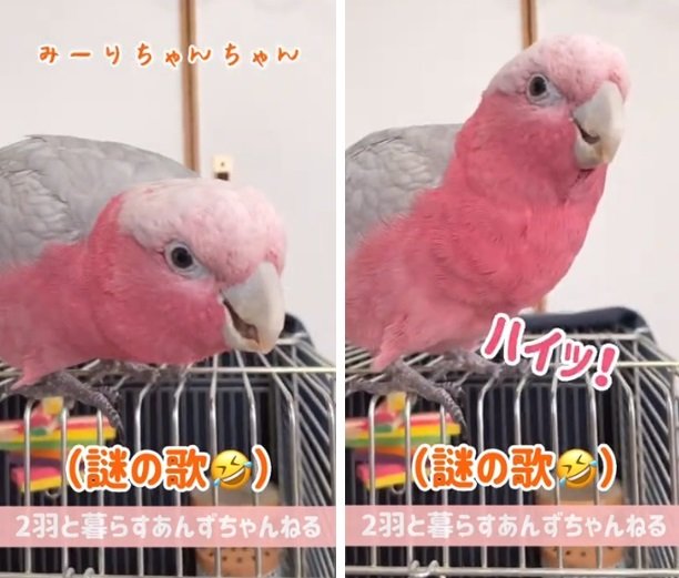 あんずさんの“謎の歌”に「ハイッ」と合いの手を入れるみりんちゃん