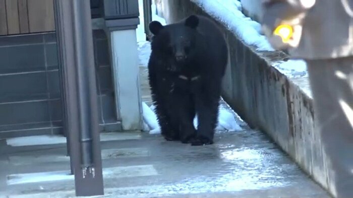 市街地へ動いたクマ