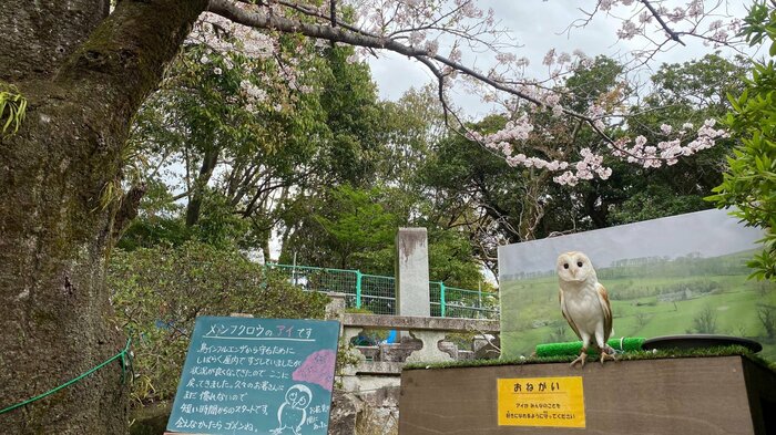 普段は動物園の正門前でお出迎えしてくれるとのこと