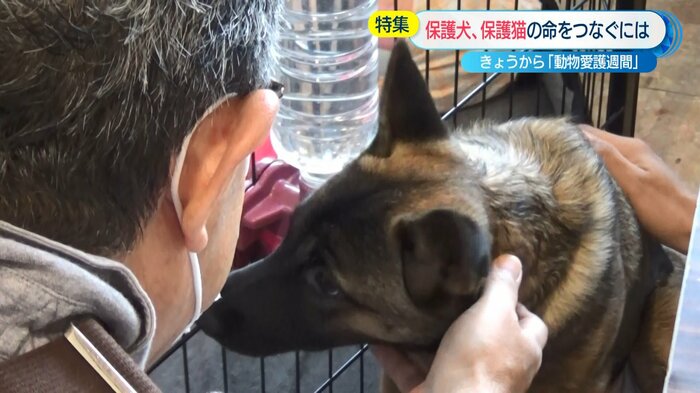 毎月開催されている保護犬や猫の譲渡会