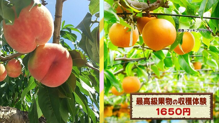 最高級果物の収穫体験 1650円 ※画像:ブッキングリゾート