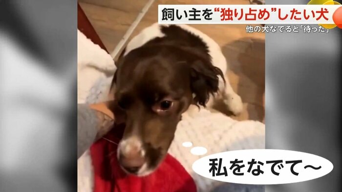 (スペクター・コミュニケーションズ)
