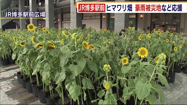 JR博多駅前にひまわり畑 約1000本が色鮮やかに 新型コロナの影響や豪雨被害の地域を応援