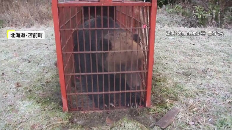 住宅の庭を占拠…“4時間居座りクマ”を緊急銃猟　秋田　「獲った中で最大」箱ワナに巨大グマ　“400キロ級”と同じ個体か　北海道｜FNNプライムオンライン