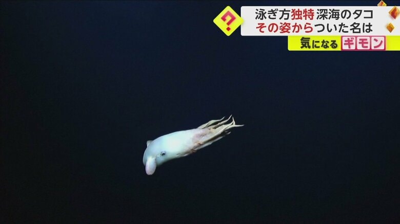 まるでディズニーキャラクター？独特な泳ぎ方のタコ　その名も“ダンボオクトパス”　貴重な生きた姿を撮影　ハワイ｜FNNプライムオンライン