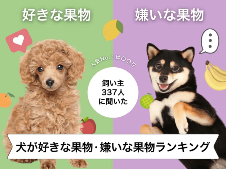 【飼い主337人に調査】犬が好きな果物・苦手な果物ランキング！圧倒的人気No.1はあのフルーツ…！