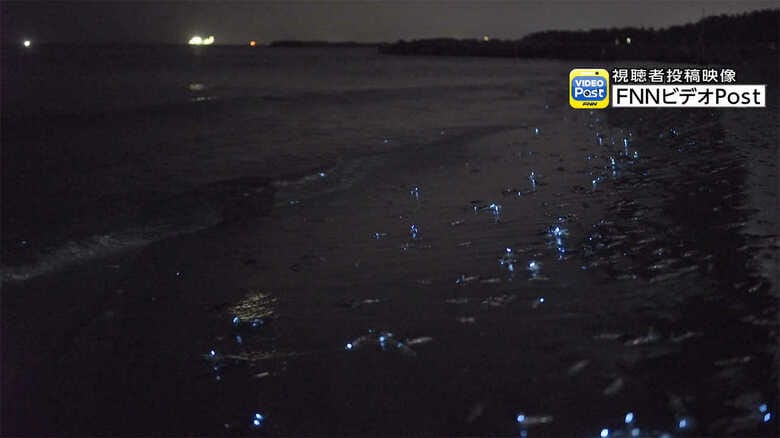 富山県の浜辺で「ホタルイカの身投げ」…青白く発光の理由は“残像を残して逃げるため”らしい｜FNNプライムオンライン