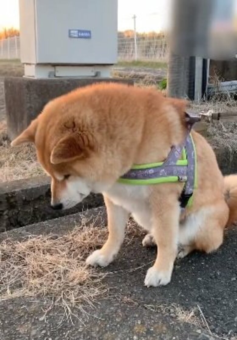 散歩で遭遇したタヌキに“一目惚れ”？また会いたいと1カ月通い続ける柴犬が一途…今も待っているのか聞いた｜FNNプライムオンライン