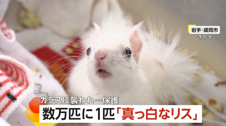【希少】数万匹に1匹“真っ白なリス”　色素が欠けた「アルビノ」の固体か　カラスに襲われ保護　岩手・盛岡市｜FNNプライムオンライン