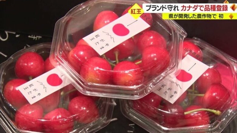 県開発の農作物で初！ 「やまがた紅王」カナダで“品種登録”でブランド保護【山形発】｜FNNプライムオンライン