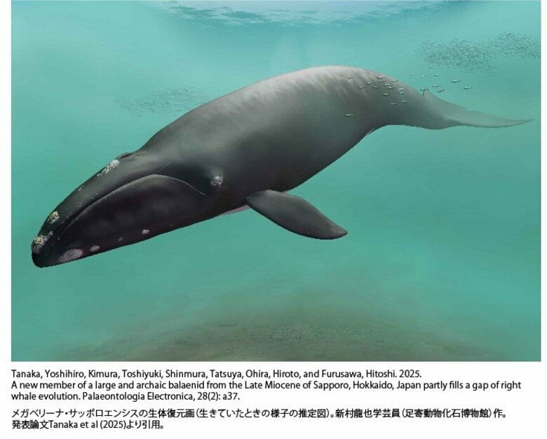 【最新】世紀の大発見！札幌市で発見のクジラ化石が世界初の新属新種と判明_和名は「サッポロクジラ」体長は約13メートルと推定〈北海道〉｜FNNプライムオンライン