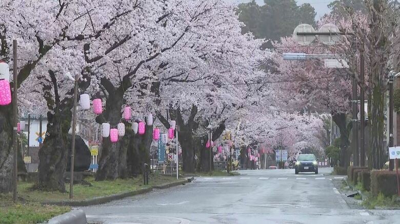「心配、散らないように祈っている」満開に近づいた桜に雨　長野県内の予想最高気温は平年を上回る長野21℃、松本19℃、飯田18℃｜FNNプライムオンライン