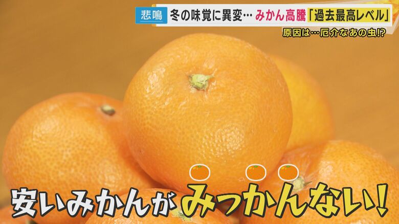 「安いみかんが、みっかんない」去年より約3割上がる価格高騰　天候の他に「カメムシ」で被害拡大「果汁吸われた実は落下する」｜FNNプライムオンライン