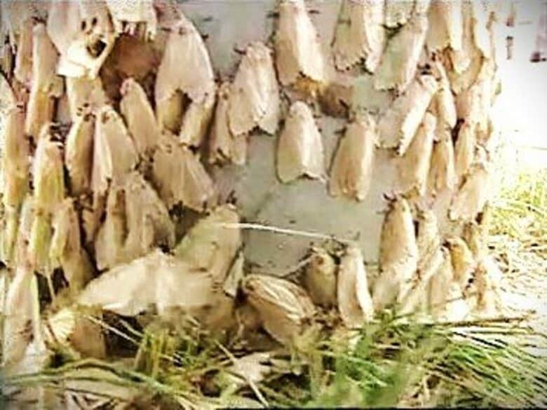 【ヤツラがやってきた】10年周期で再び？北海道で”最恐毒蛾”マイマイガが大量発生中！幼虫や鱗粉に触れると皮膚がただれる恐れ…あなたのマチは大丈夫？｜FNNプライムオンライン